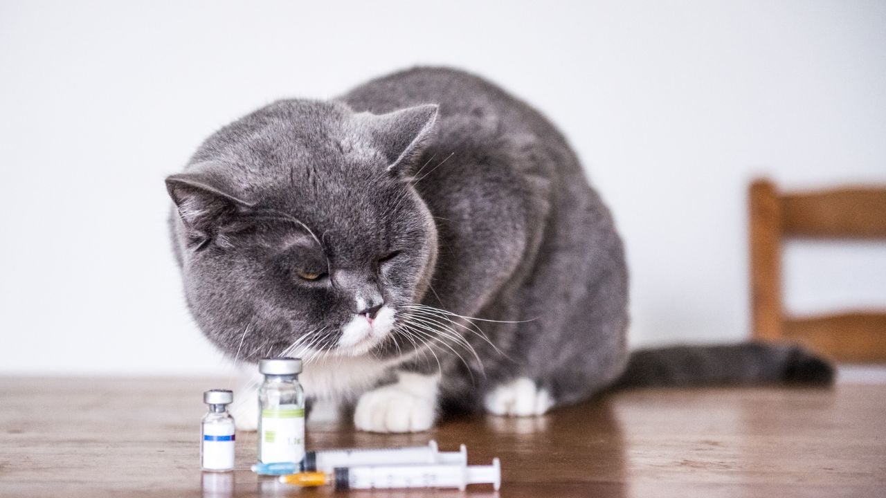 ilaçlarının yanında bir kedi