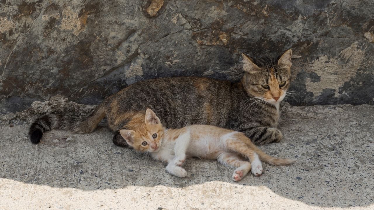 kedi ve yavrusu yatıyor