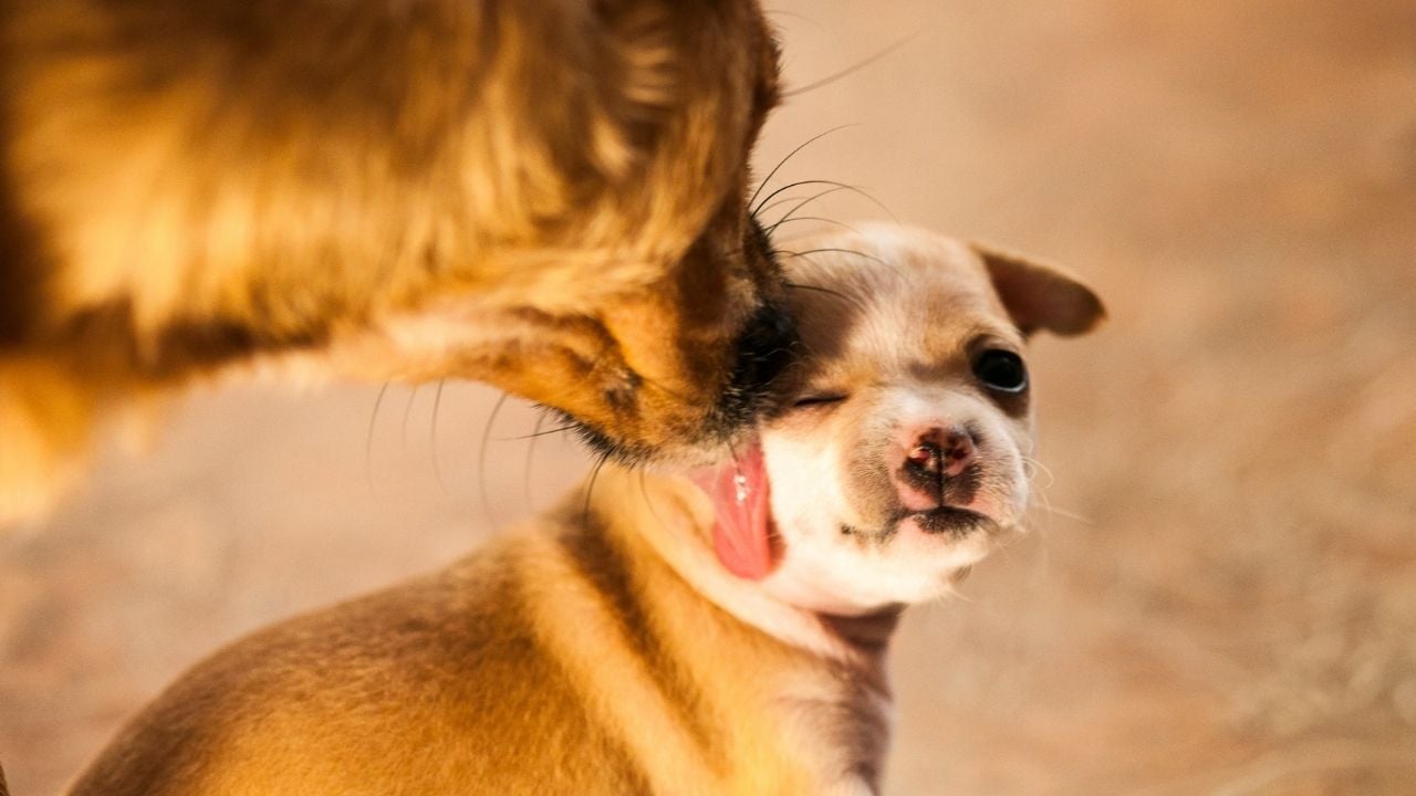yavrusunu yalayan bir köpek