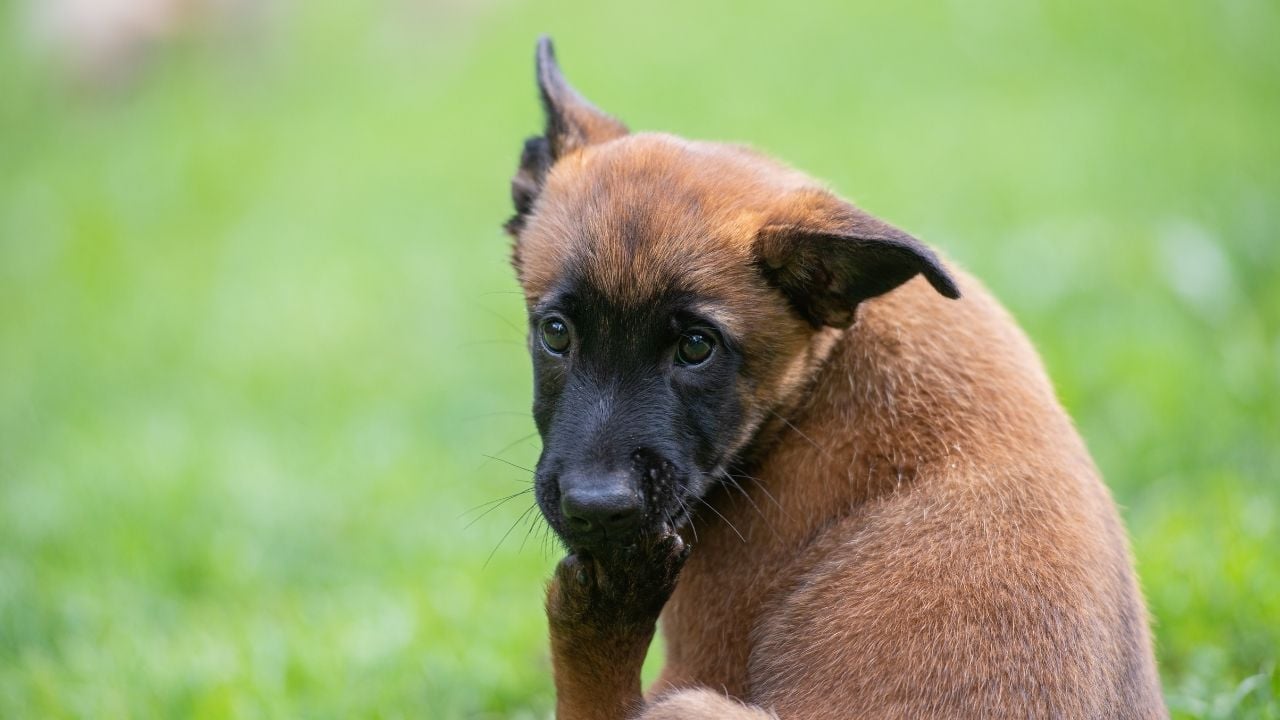 stresli olduğu için yalanan bir köpek