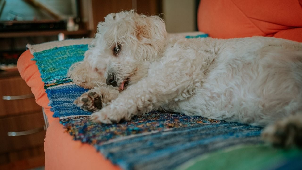 hasta bir köpek yatıyor