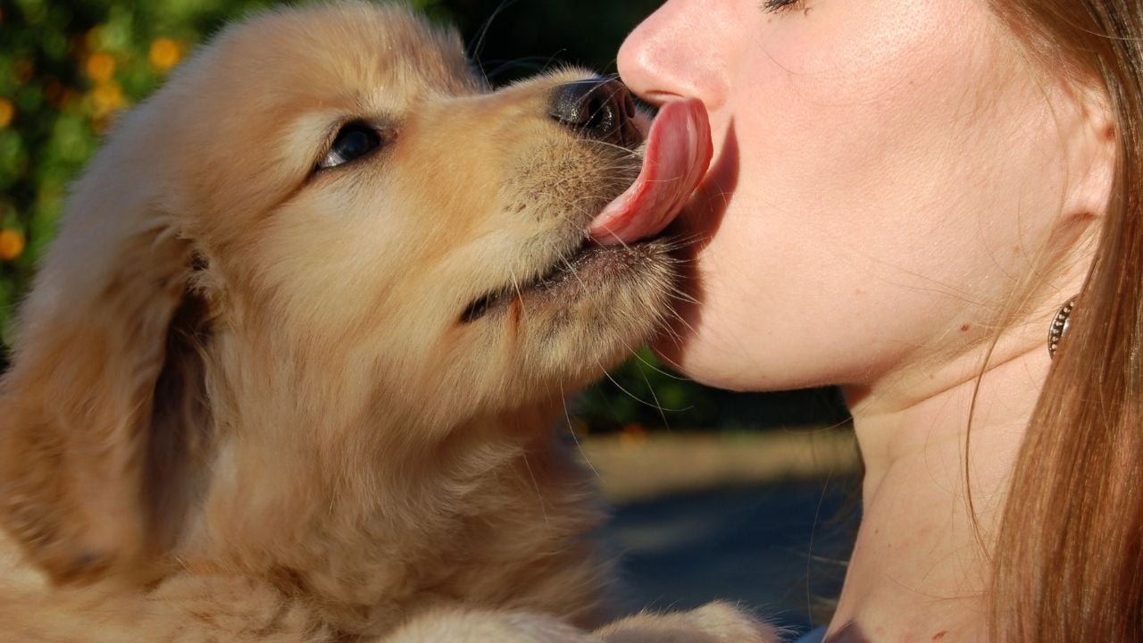 köpek sahibinin yüzünü yalıyor
