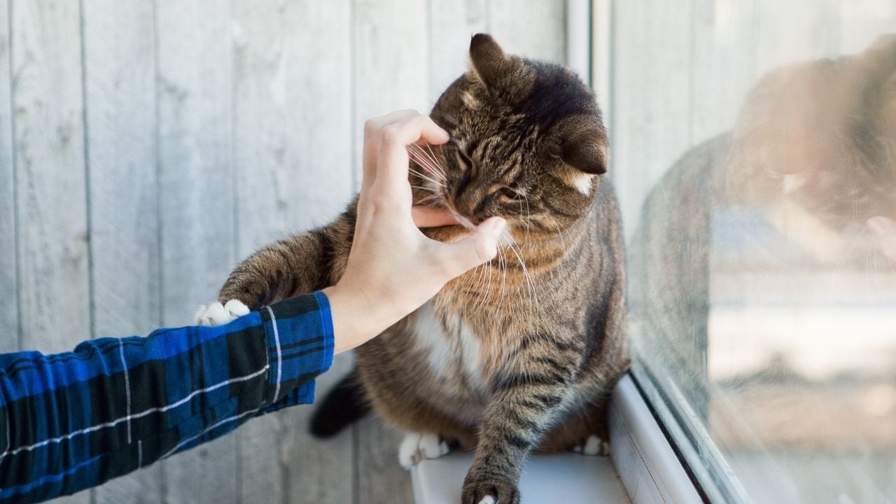 Tekir Kedi eli ısırıyor