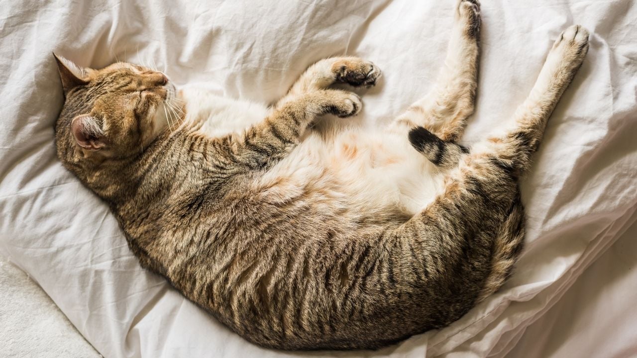 tekir kedi uyuyor