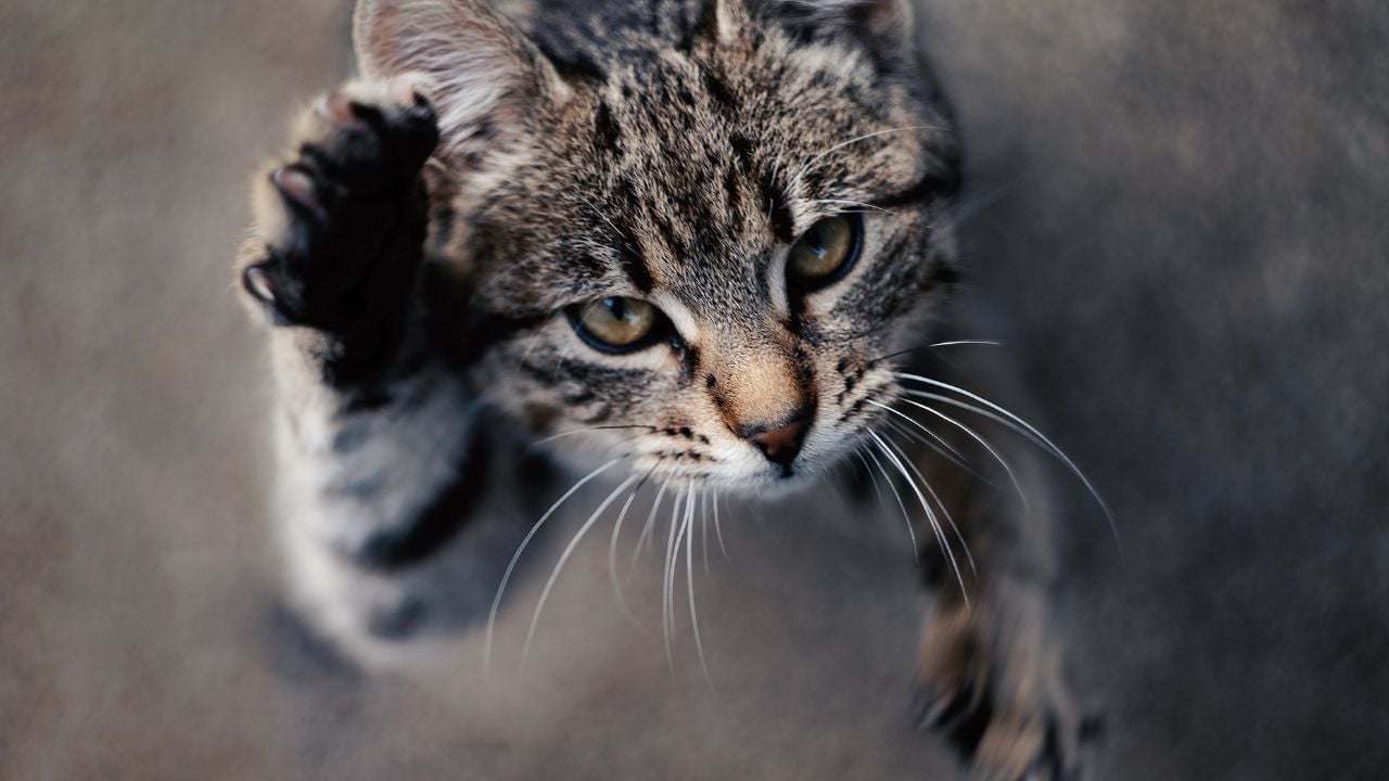 tekir kedi patisini kaldırmış