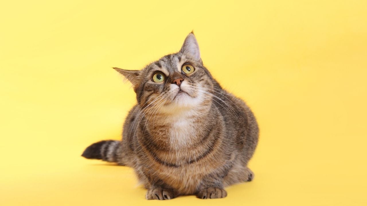 tekir kedi ve sarı arkaplan