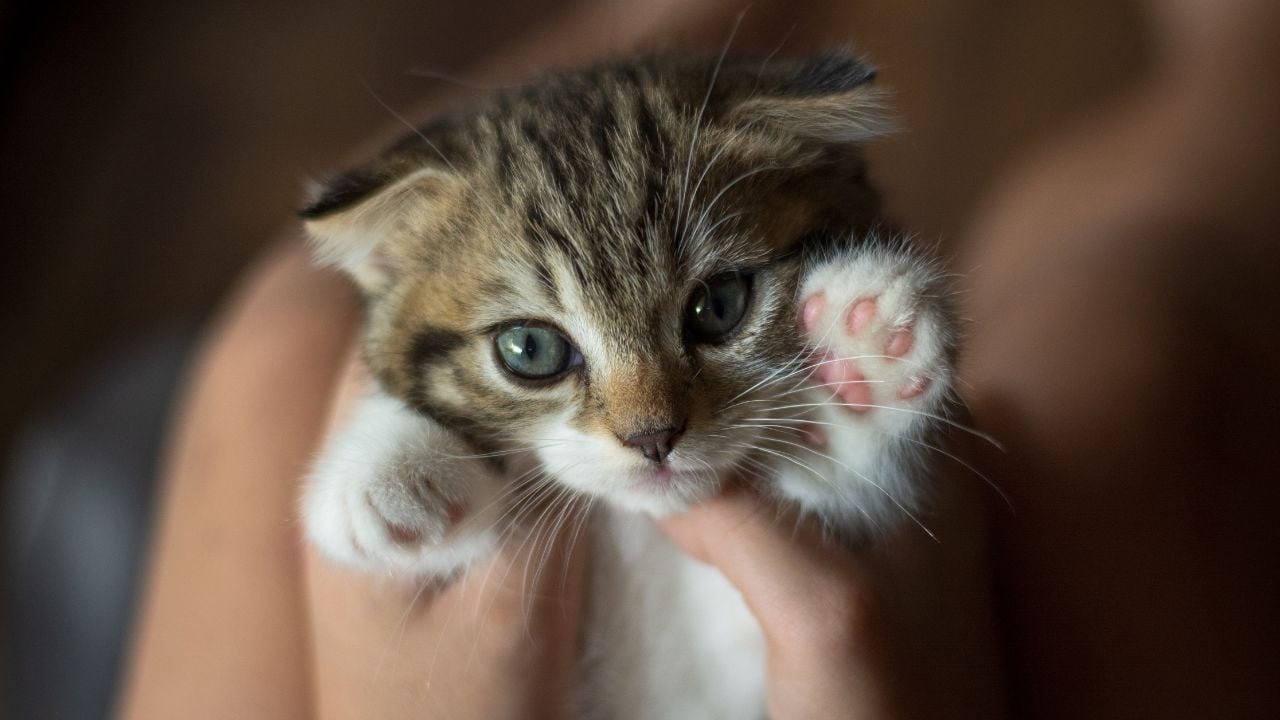 yavru tekir kedi