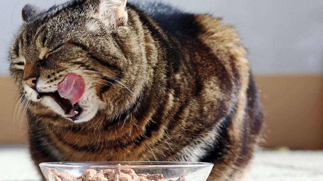 yaş mama yerken yalanan kedi
