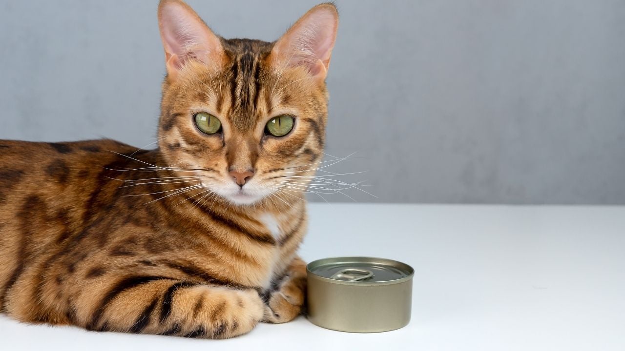 yaş mama ve bir kedi