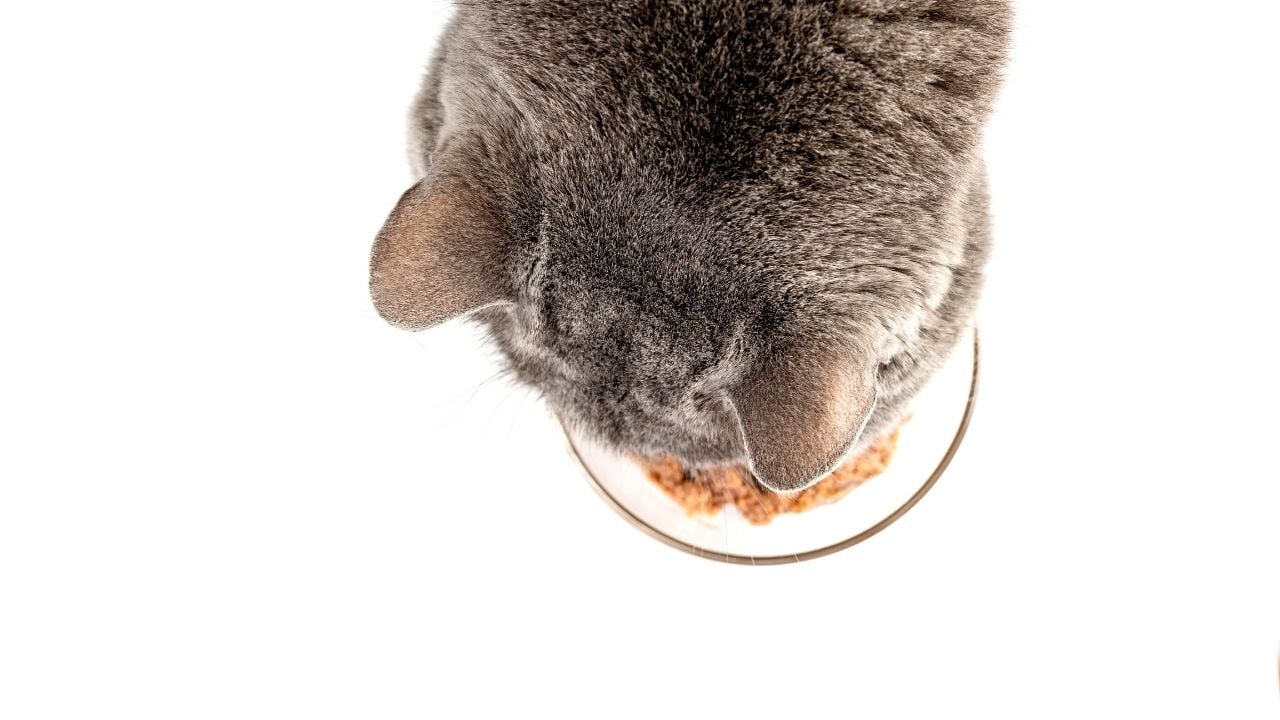 kedi maması yiyen bir kedi