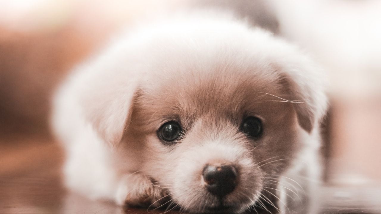 sevimli yavru köpek