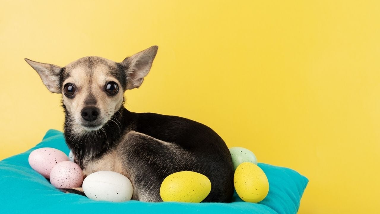 köpek yumurtaların yanında oturuyor