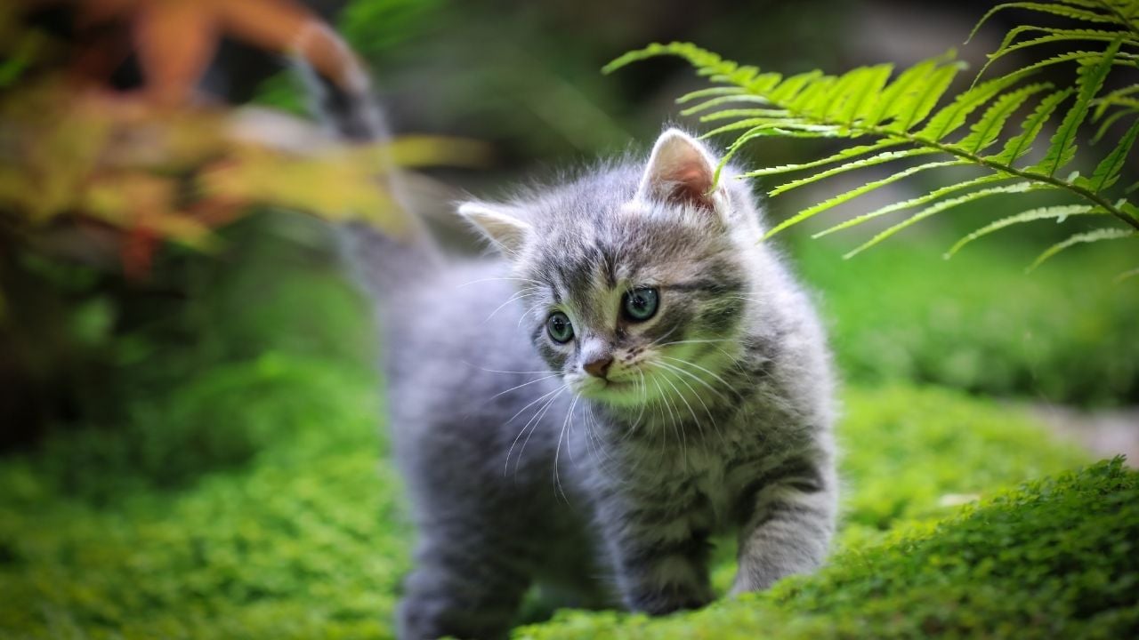mavi gözlü Yavru Kedi