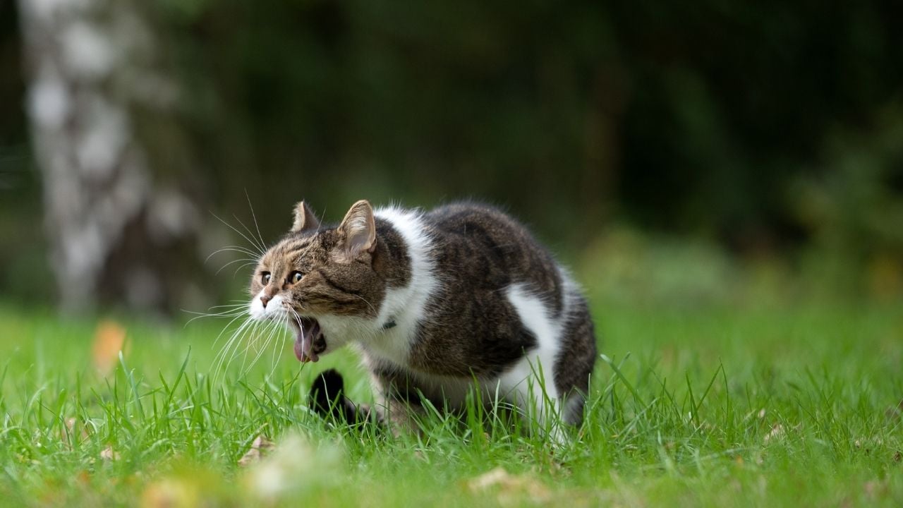 öğüren bir kedi