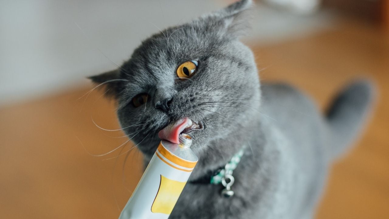 kedi malt yiyor
