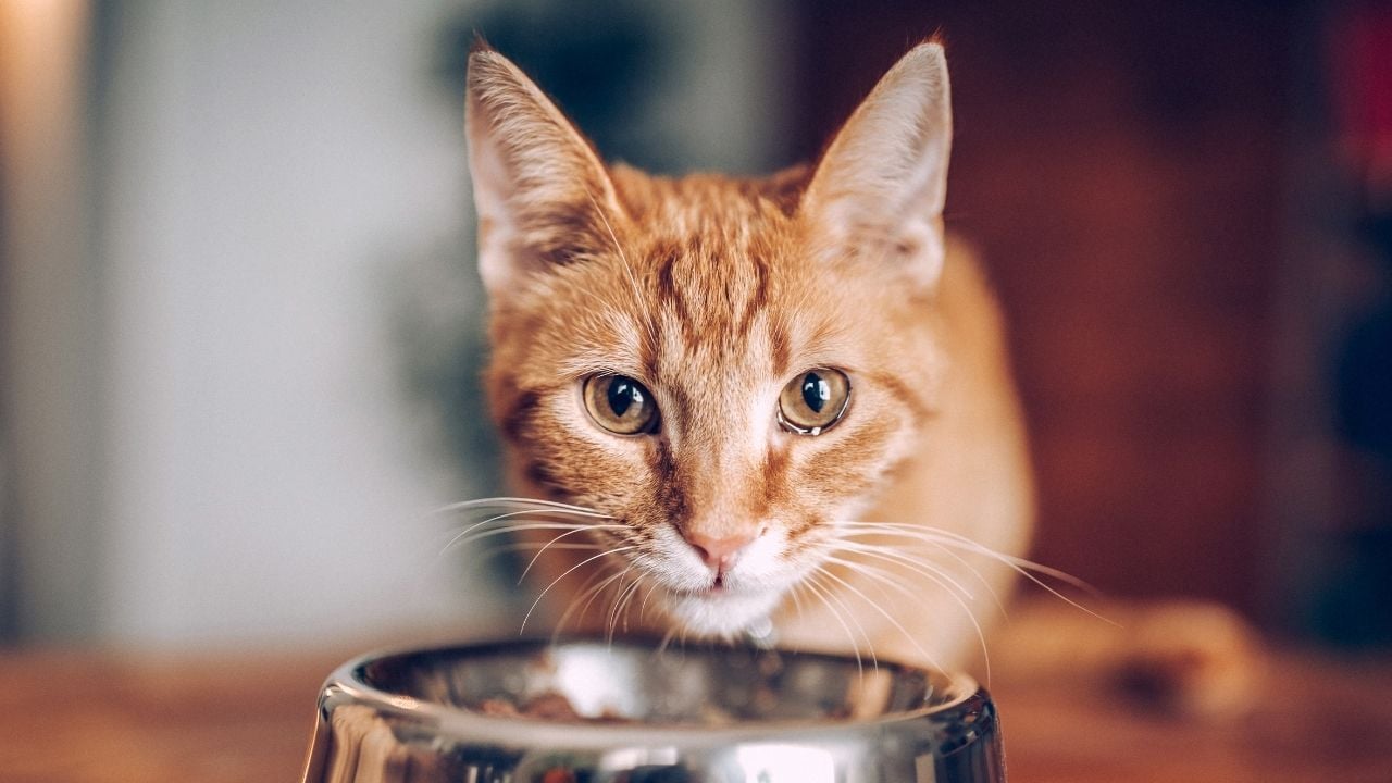mama kabının arkasında bir kedi