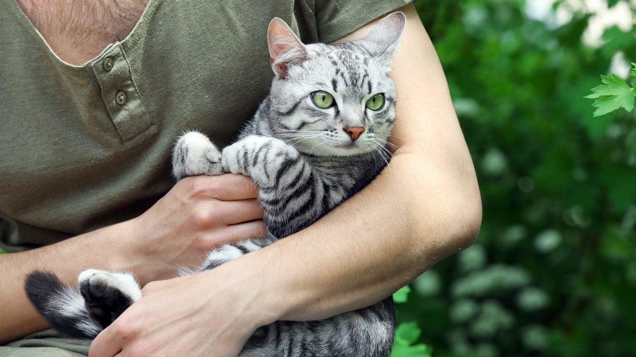 kadının kucağında bir kedi