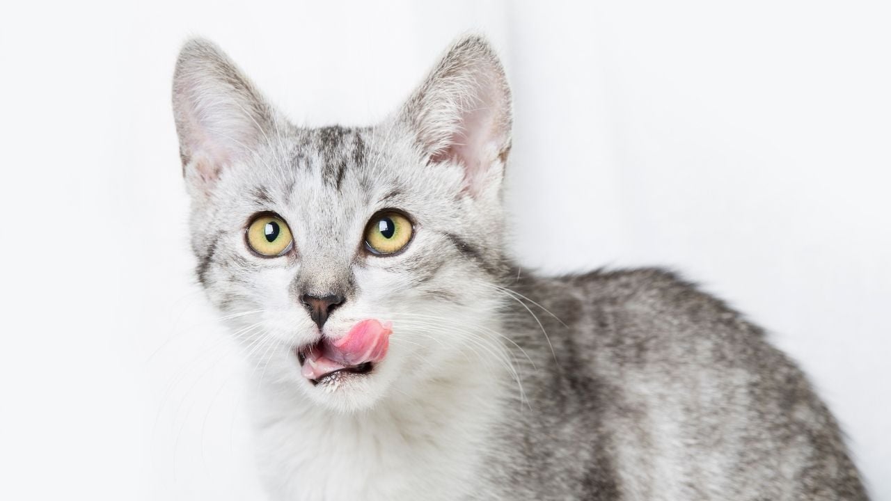 yalanan açık renkli bir kedi