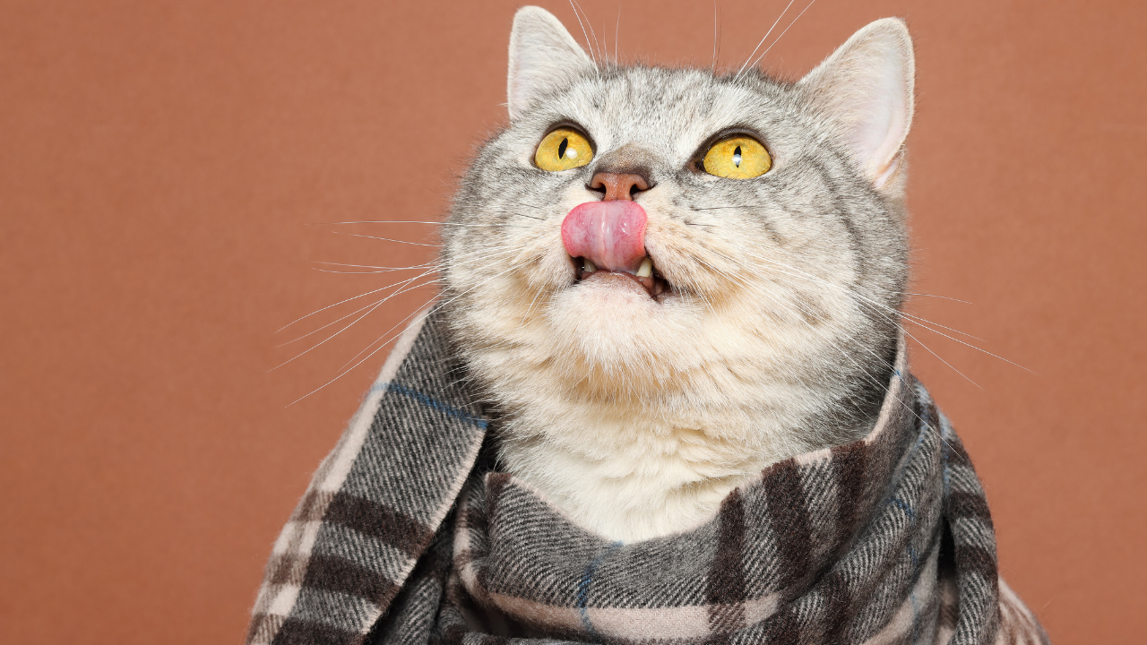 boynunda atkı olan bir kedi