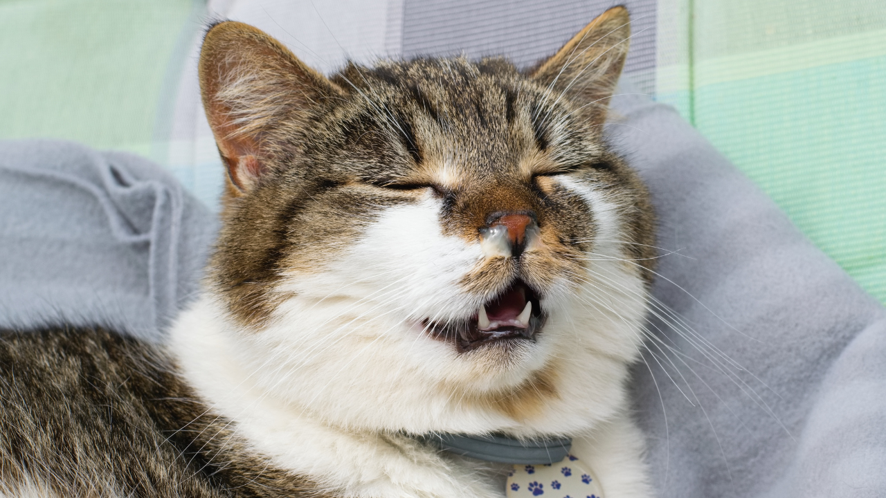 üşütüp hapşıran bir kedi