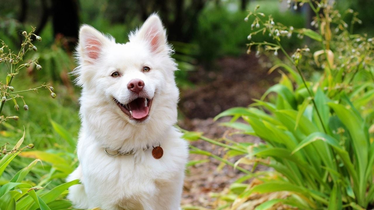 beyaz tüylü sevimli bir köpek