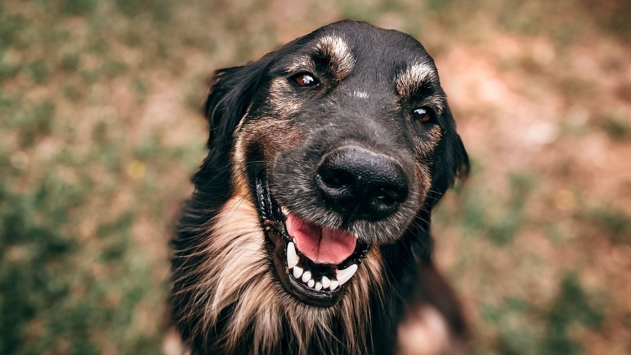 gülen yaşlı bir köpek