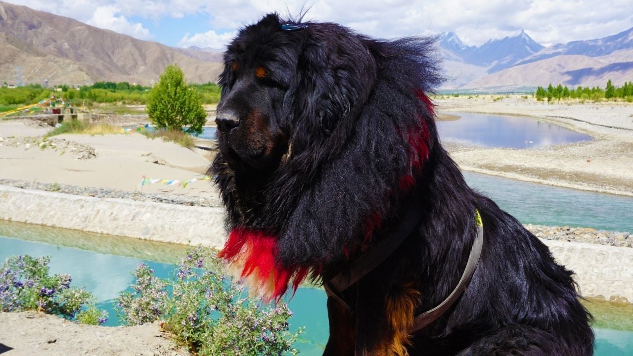 siyah renk Tibet Mastifi