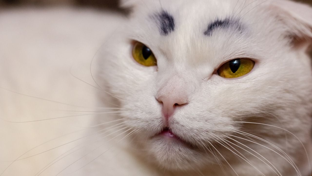 kaşlı kedi