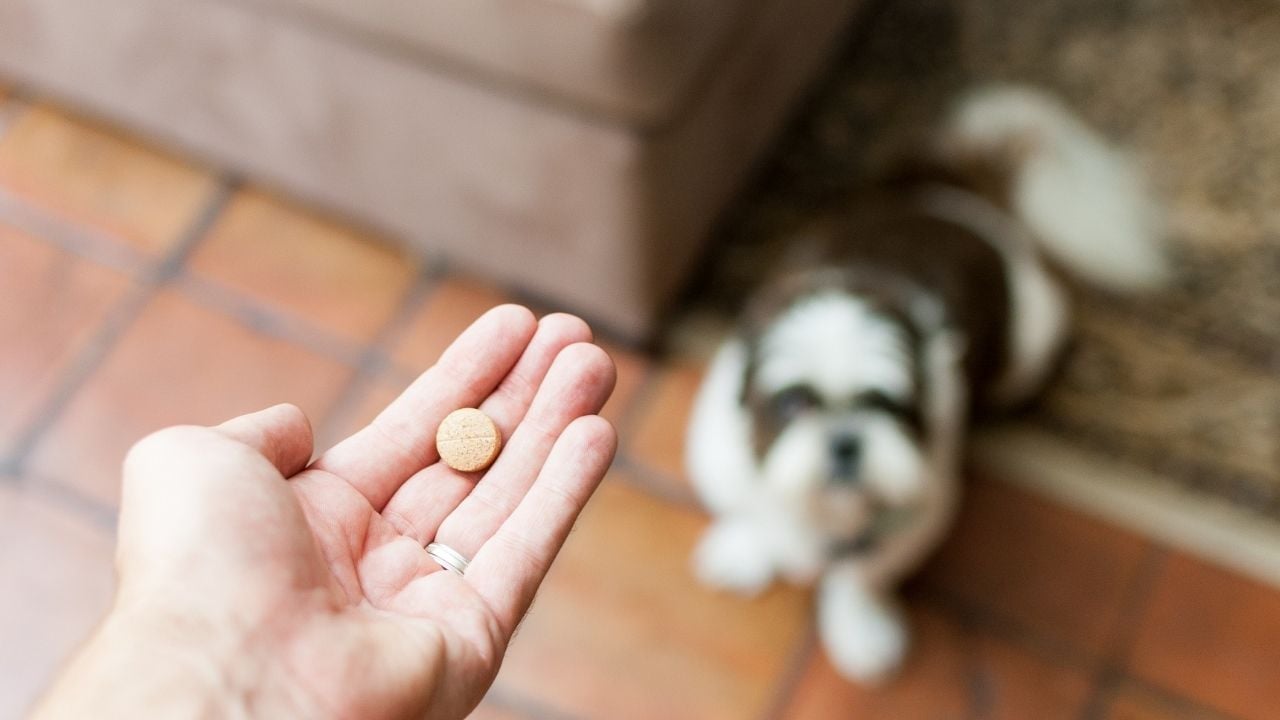 köpeğe ilaç veren kadın