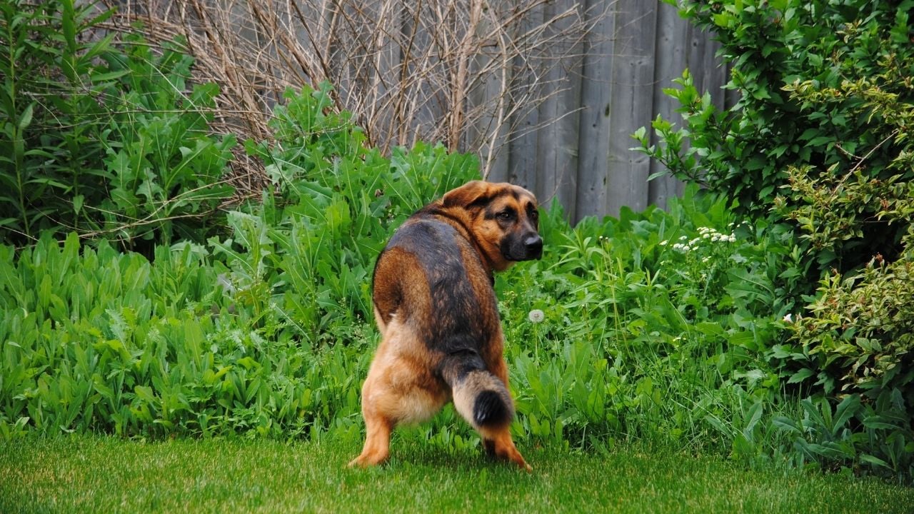 ishal bir köpek