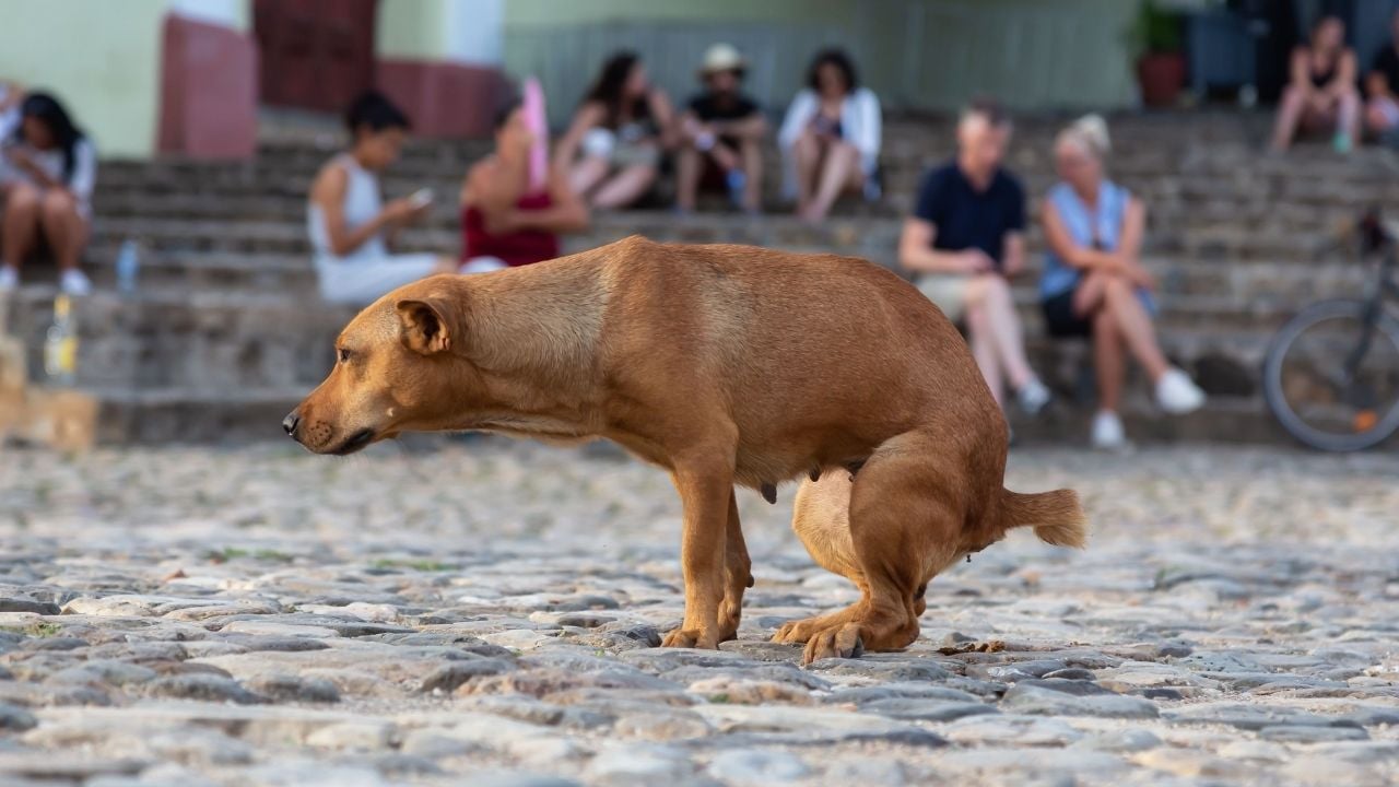 ishal köpek