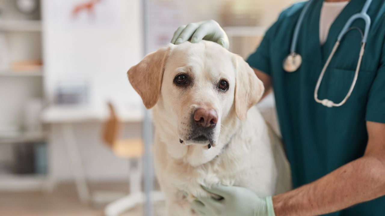 veteriner ve köpek