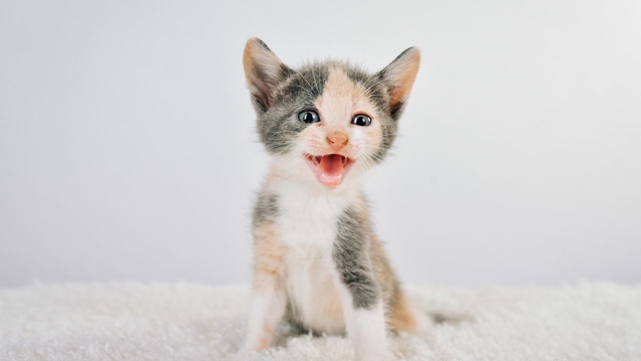 miyavlayan yavru kedi