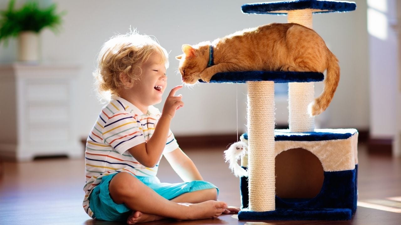 çocukla oynayan kedi