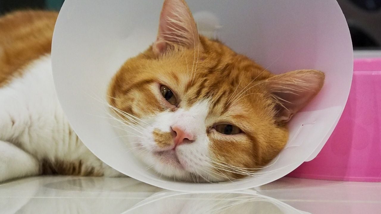 hasta bir kedi