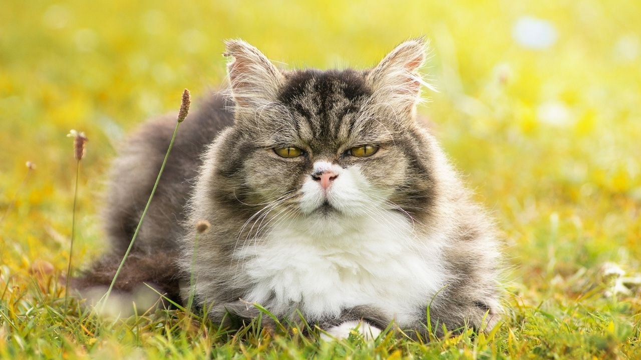 yaşlı bir kedi