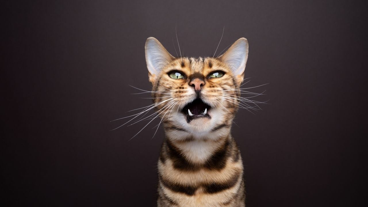miyavlayan bengal kedisi