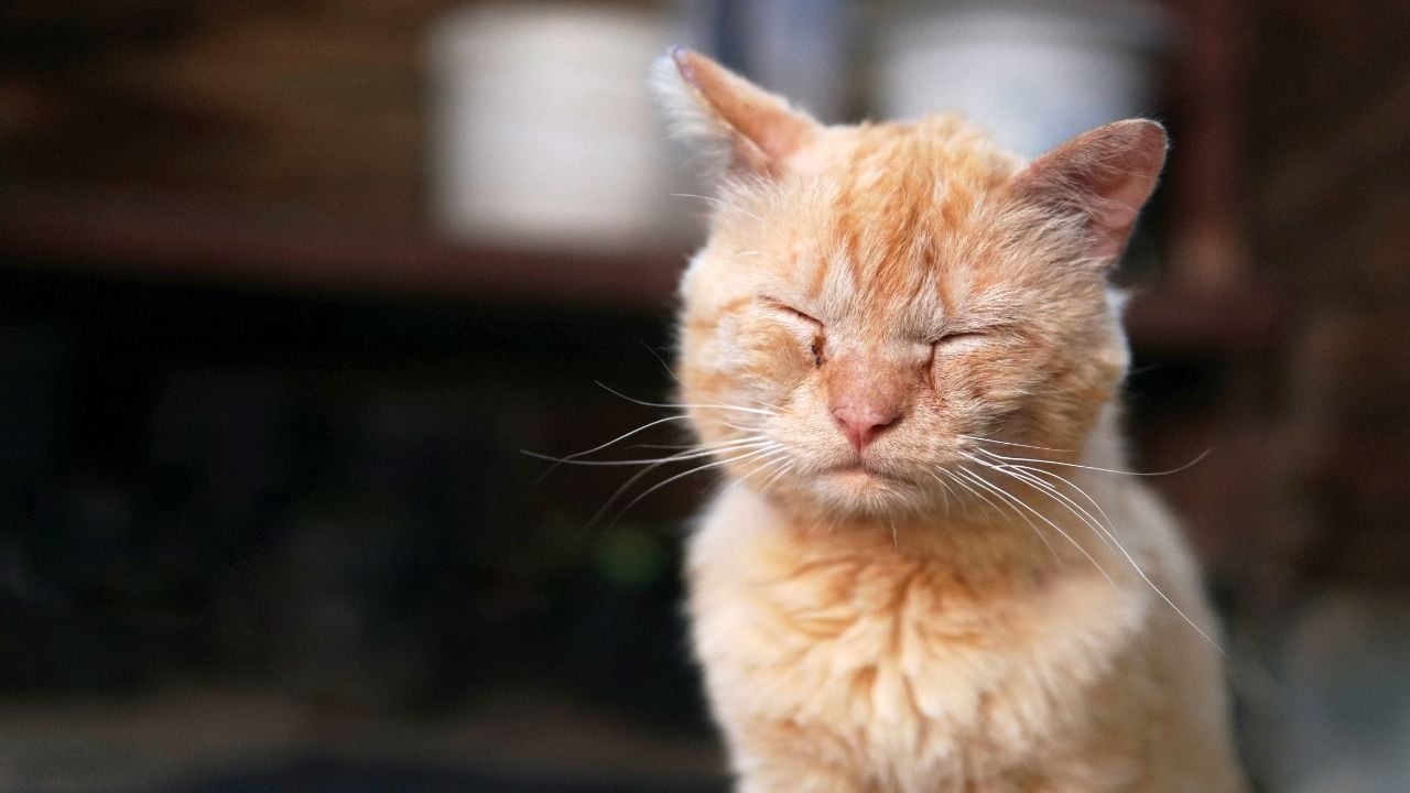 yorgun bir kedi