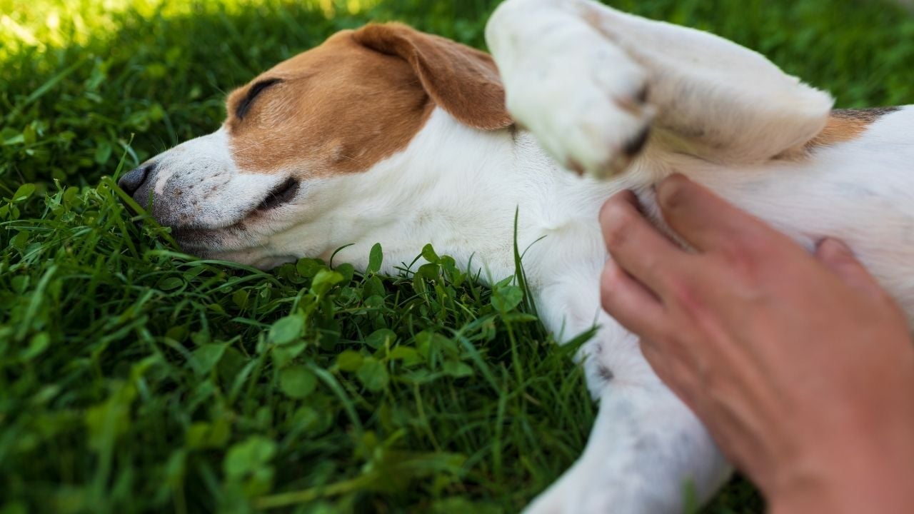 karnı sevilen bir köpek