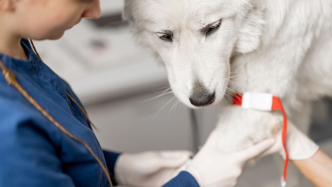 köpek kan veriyor