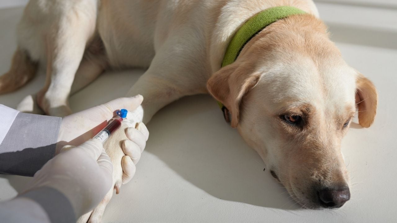 kan veren bir köpek