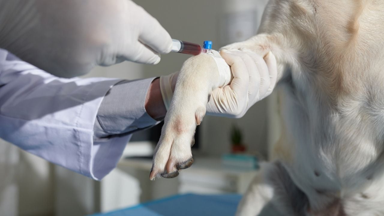 kan grubu testi yaptıran köpek