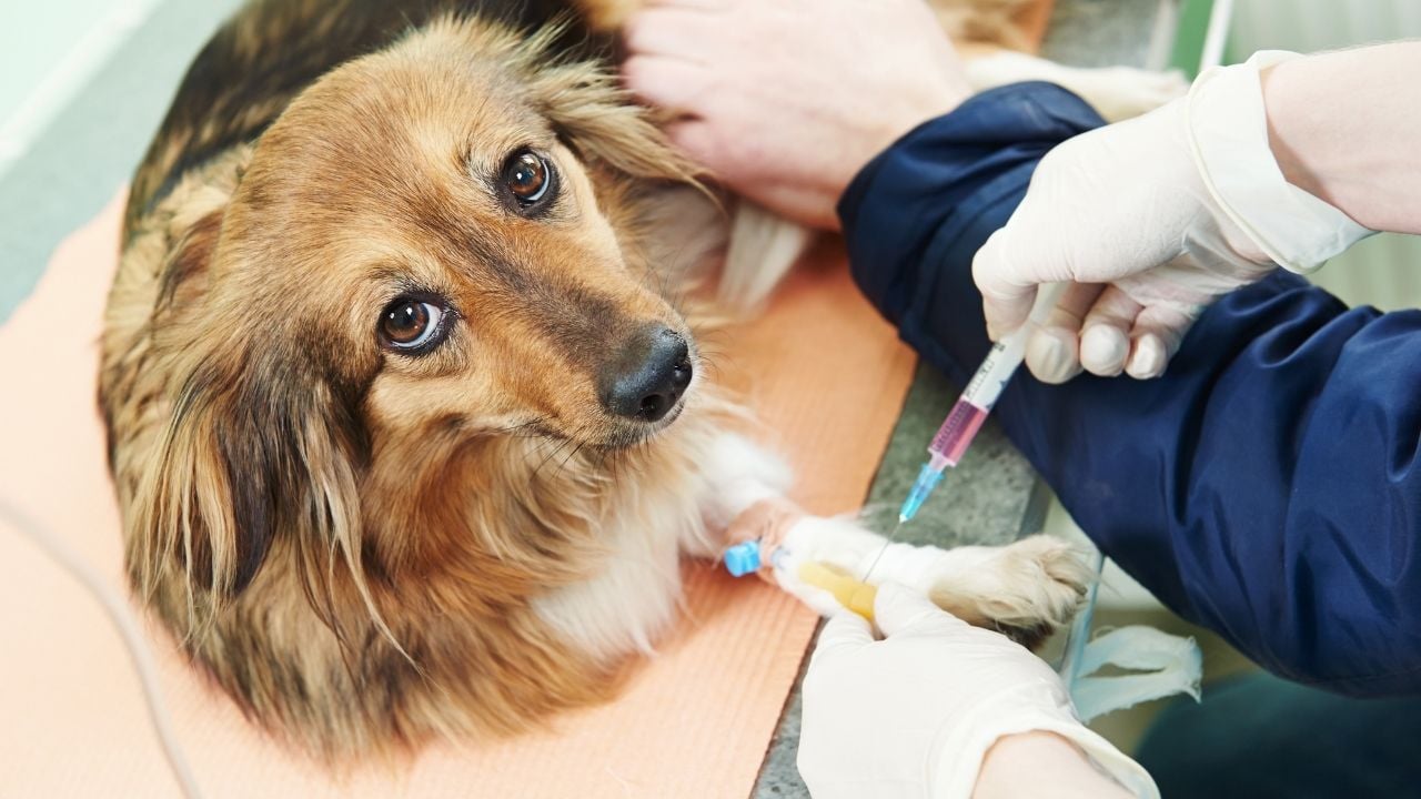 kan testi yaptıran köpek