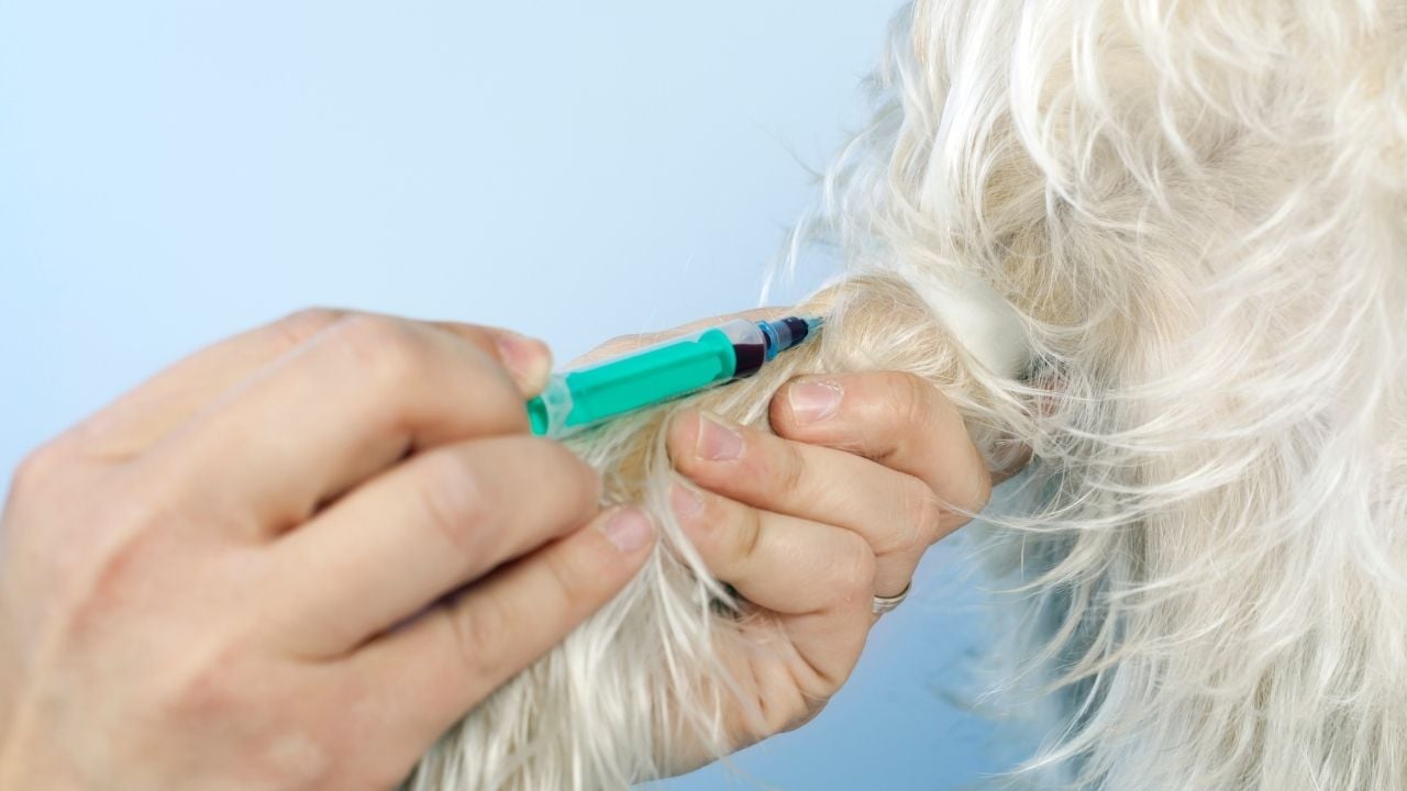 kanı alınan bir köpek