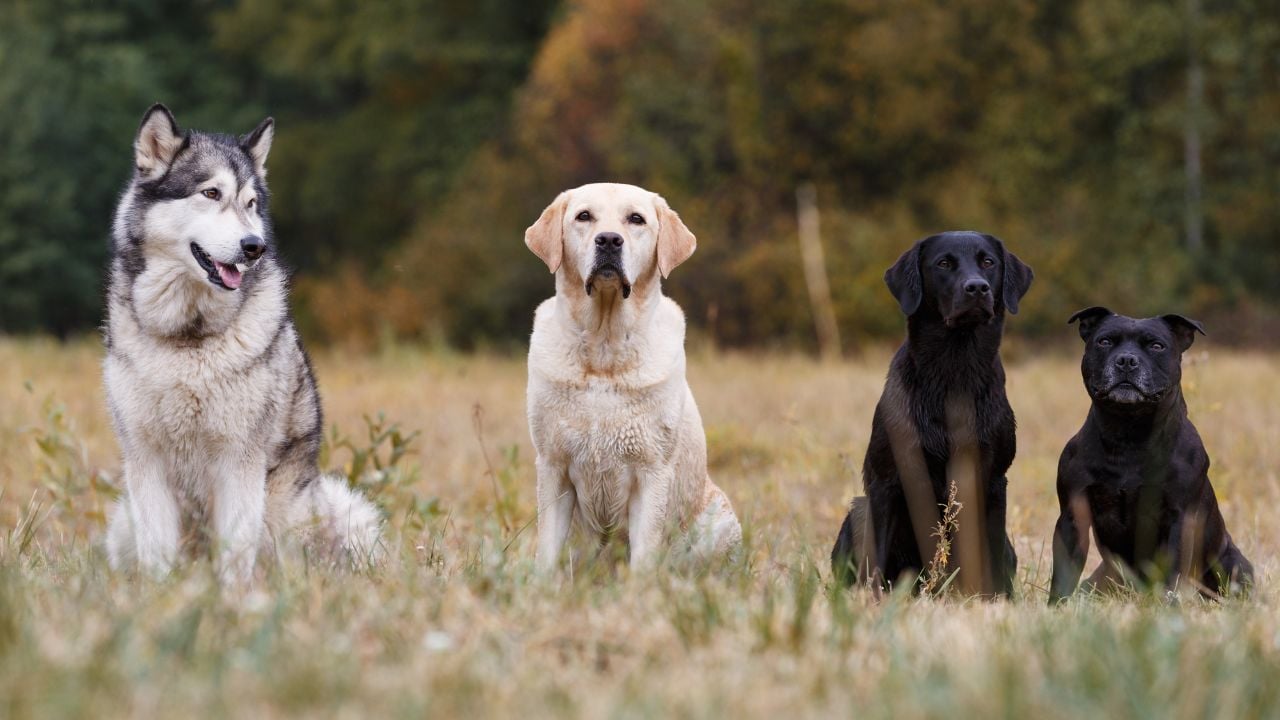 köpek ırkları