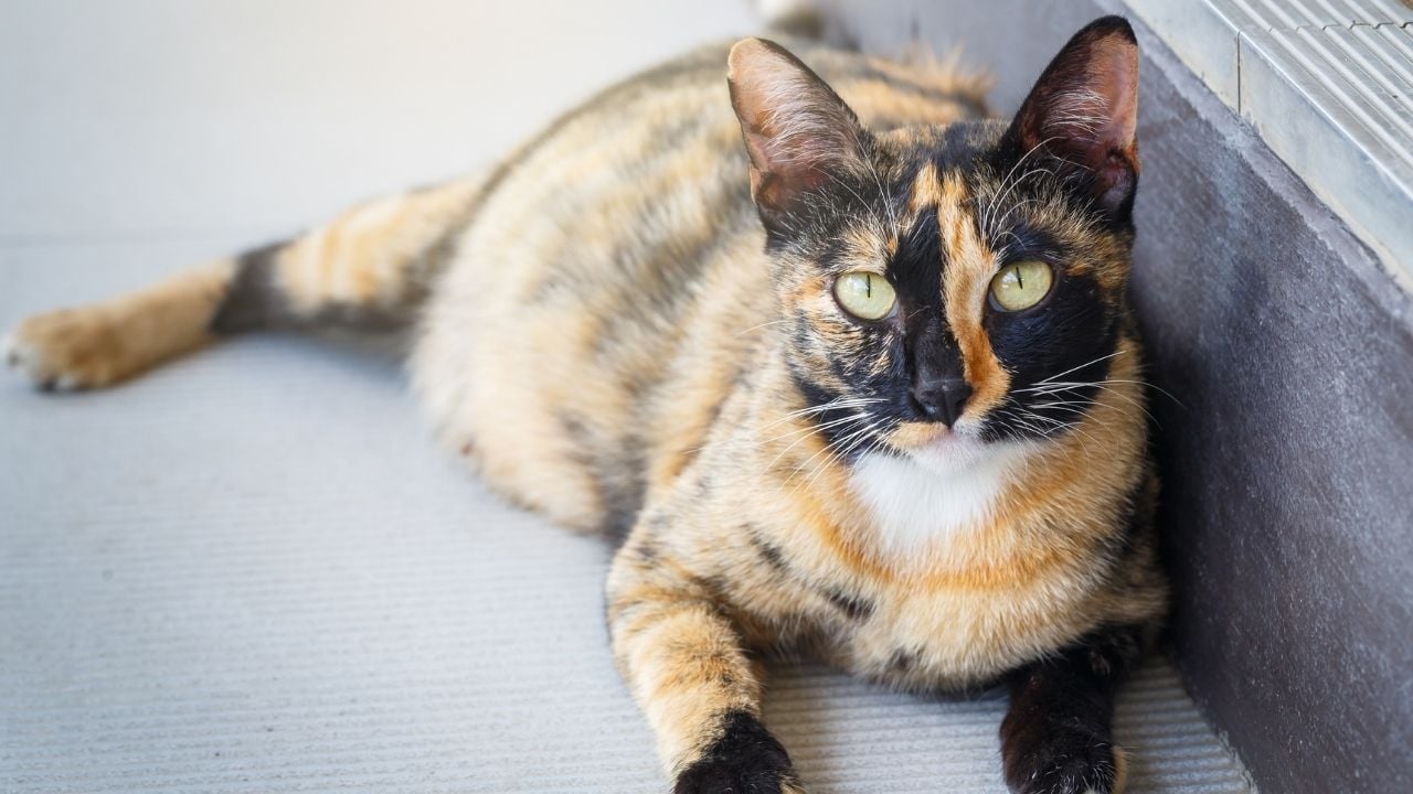 erken gebelik döneminde bir kedi
