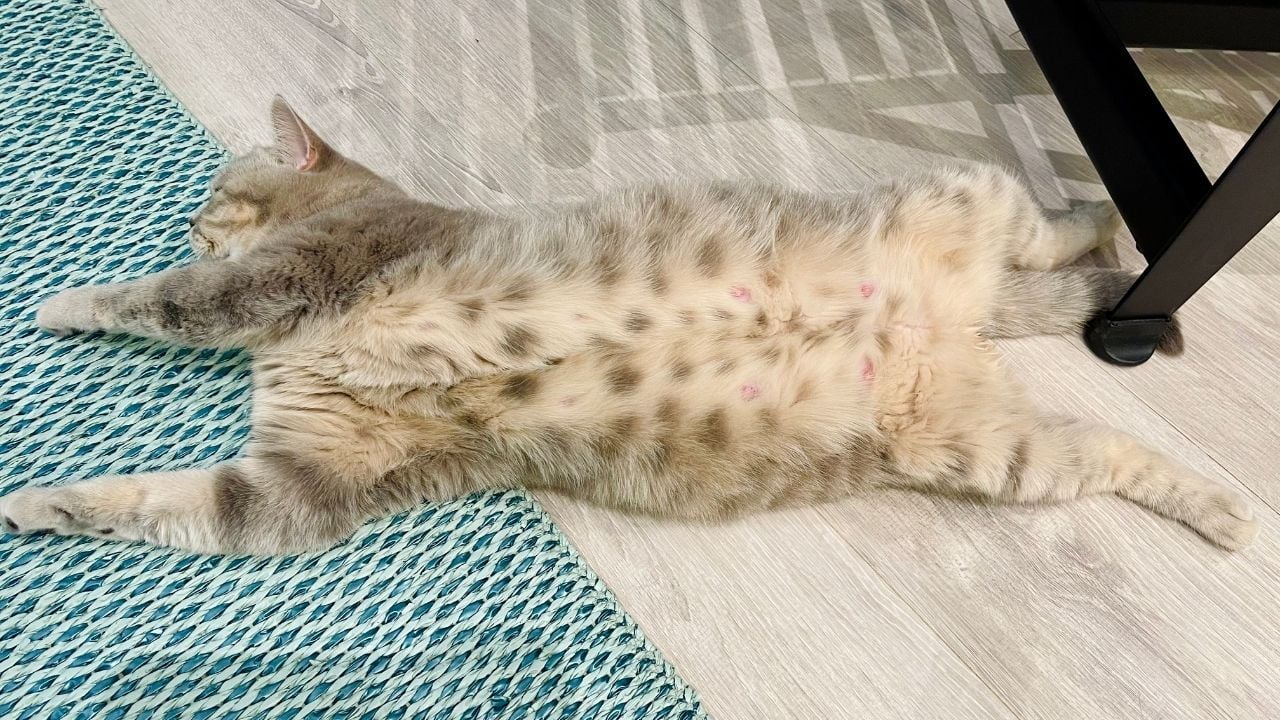 yerde yatan hamile kedi