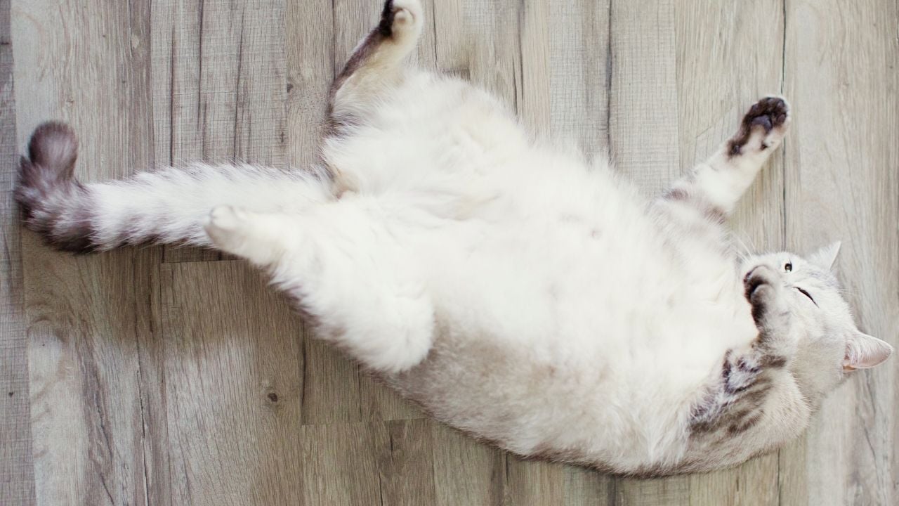 yerde yatan hamile beyaz kedi