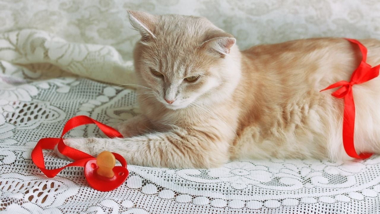 anne kedi ve bir emzik