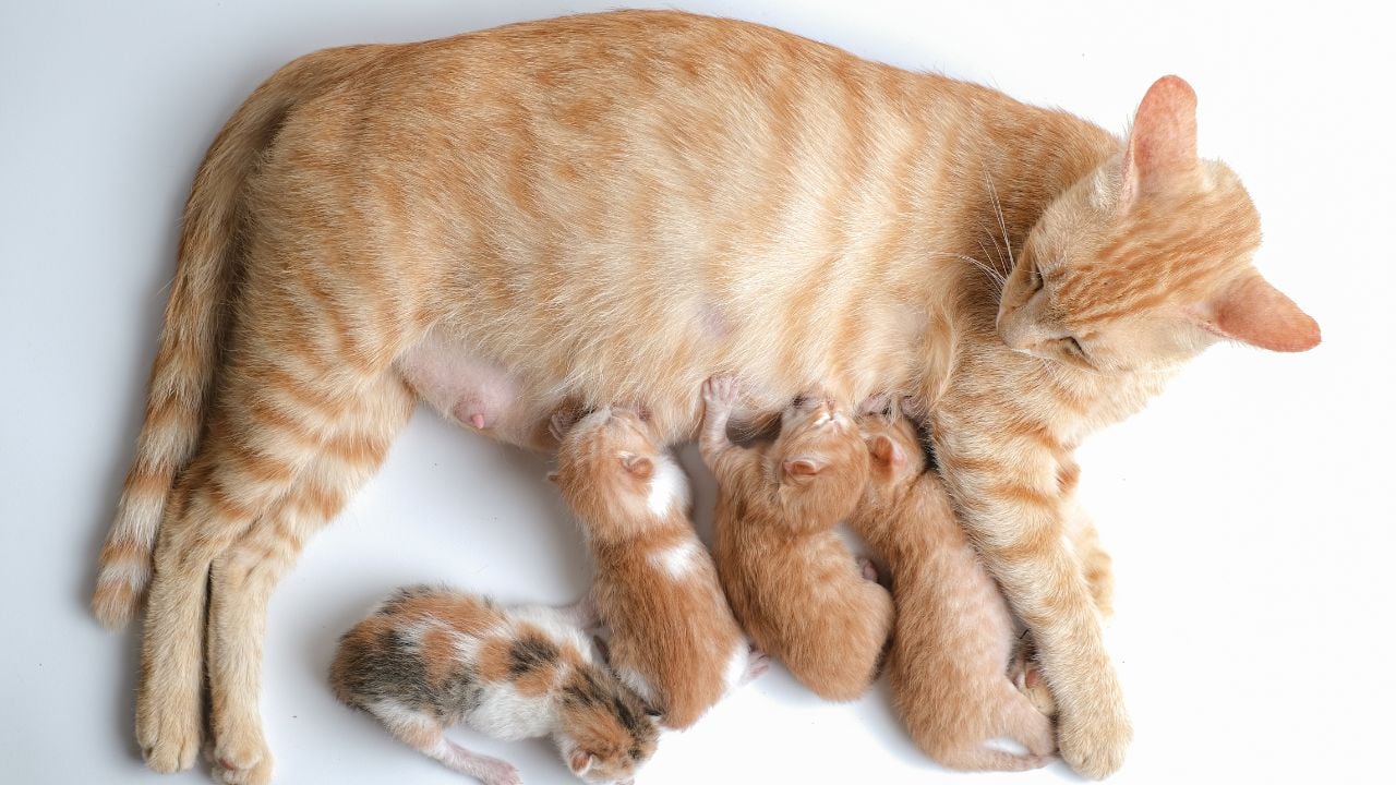 sarman kedi ve yavruları